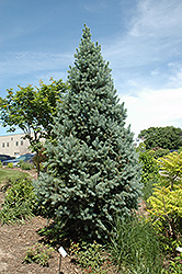 Upright Colorado Spruce (Picea pungens 'Fastigiata') at Parkland Garden Centre