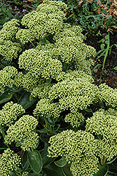 Rock 'N Grow Lemonjade Stonecrop (Sedum 'Lemonjade') at Parkland Garden Centre