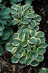 Mighty Mouse Hosta (Hosta 'Mighty Mouse') at Parkland Garden Centre