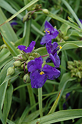 Zwanenburg Blue Spiderwort (Tradescantia x andersoniana 'Zwanenburg Blue') at Parkland Garden Centre