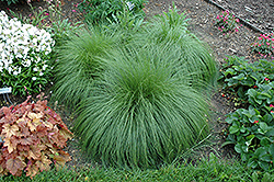 Prairie Dropseed (Sporobolus heterolepis) at Parkland Garden Centre