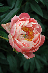 Coral Charm Peony (Paeonia 'Coral Charm') at Parkland Garden Centre