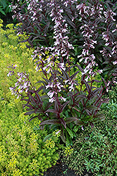 Dark Towers Beard Tongue (Penstemon 'Dark Towers') at Parkland Garden Centre