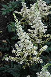 Visions in White Chinese Astilbe (Astilbe chinensis 'Visions in White') at Parkland Garden Centre