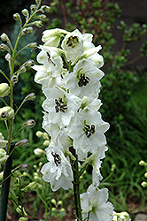 Black Eyed Angels Larkspur (Delphinium 'Black Eyed Angels') at Parkland Garden Centre