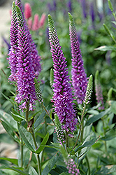 Purpleicious Speedwell (Veronica 'Purpleicious') at Parkland Garden Centre