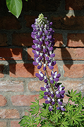 Gallery Blue Shades Lupine (Lupinus 'Gallery Blue Shades') at Parkland Garden Centre