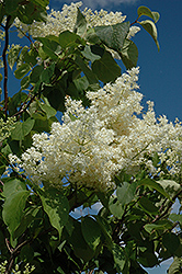 Ivory Silk Tree Lilac (tree form) (Syringa reticulata 'Ivory Silk (tree form)') at Parkland Garden Centre