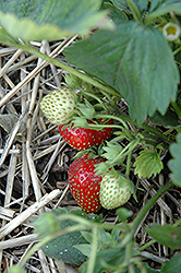 Quinault Strawberry (Fragaria 'Quinault') at Parkland Garden Centre