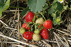Everbearing Strawberry (Fragaria 'Everbearing') at Parkland Garden Centre