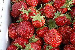 Seascape Strawberry (Fragaria 'Seascape') at Parkland Garden Centre