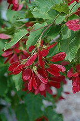 Hot Wings Tatarian Maple (Acer tataricum 'GarAnn') at Parkland Garden Centre