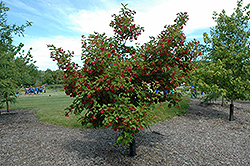 Hot Wings Tatarian Maple (Acer tataricum 'GarAnn') at Parkland Garden Centre