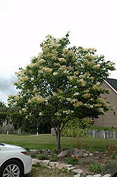 Japanese Tree Lilac (Syringa reticulata) at Parkland Garden Centre