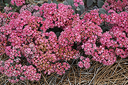 Dazzleberry Stonecrop (Sedum 'Dazzleberry') at Parkland Garden Centre