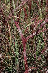 Prairie Fire Red Switch Grass (Panicum virgatum 'Prairie Fire') at Parkland Garden Centre