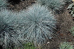 Elijah Blue Fescue (Festuca glauca 'Elijah Blue') at Parkland Garden Centre