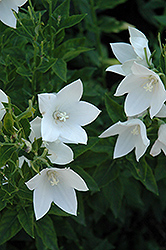 Fuji White Balloon Flower (Platycodon grandiflorus 'Fuji White') at Parkland Garden Centre