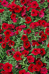Easy Wave Red Velour Petunia (Petunia 'Easy Wave Red Velour') at Parkland Garden Centre
