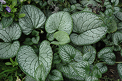 Sea Heart Bugloss (Brunnera macrophylla 'Sea Heart') at Parkland Garden Centre