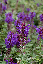 Blue Marvel Meadow Sage (Salvia nemorosa 'Blue Marvel') at Parkland Garden Centre