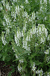 Lyrical White Meadow Sage (Salvia nemorosa 'Florsalwhite') at Parkland Garden Centre