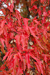Amur Maple (tree form) (Acer ginnala '(tree form)') at Parkland Garden Centre