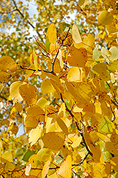Prairie Gold Trembling Aspen (Populus tremuloides 'NE Arb') at Parkland Garden Centre