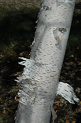 Paper Birch (Betula papyrifera) at Parkland Garden Centre