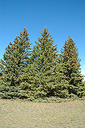White Spruce (Picea glauca) at Parkland Garden Centre