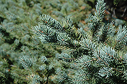 White Spruce (Picea glauca) at Parkland Garden Centre