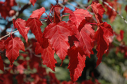 Amur Maple (Acer ginnala) at Parkland Garden Centre