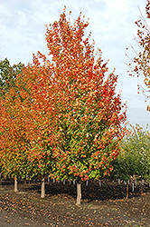 Inferno Sugar Maple (Acer saccharum 'Jeferno') at Parkland Garden Centre
