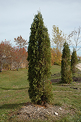 Skybound Arborvitae (Thuja occidentalis 'Skybound') at Parkland Garden Centre