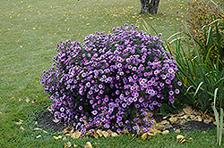 Purple Dome Aster (Symphyotrichum novae-angliae 'Purple Dome') at Parkland Garden Centre
