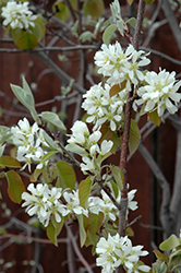 Martin Saskatoon (Amelanchier alnifolia 'Martin') at Parkland Garden Centre