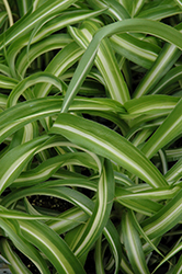 Variegated Spider Plant (Chlorophytum comosum 'Variegatum') at Parkland Garden Centre
