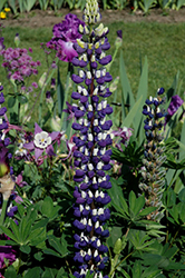 The Governor Lupine (Lupinus 'The Governor') at Parkland Garden Centre
