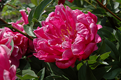 Double Red Peony (Paeonia 'Double Red') at Parkland Garden Centre