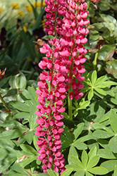 Minarette Red Lupine (Lupinus 'Minarette Red') at Parkland Garden Centre