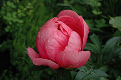 Lovely Rose Peony (Paeonia 'Lovely Rose') at Parkland Garden Centre