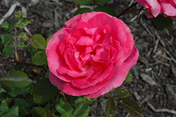 Tahitian Treasure Rose (Rosa 'Radtreasure') at Parkland Garden Centre