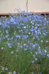Blue Sapphire Perennial Flax (Linum perenne 'Blue Sapphire') at Parkland Garden Centre