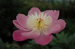 Edulis Superba Peony (Paeonia 'Edulis Superba') at Parkland Garden Centre