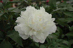 Double White Peony (Paeonia 'Double White') at Parkland Garden Centre