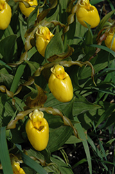 Yellow Lady's Slipper (Cypripedium parviflorum) at Parkland Garden Centre