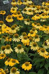 Sombrero Lemon Yellow Coneflower (Echinacea 'Balsomemy') at Parkland Garden Centre