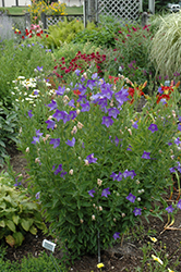 Fuji Blue Balloon Flower (Platycodon grandiflorus 'Fuji Blue') at Parkland Garden Centre