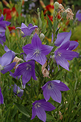 Fuji Blue Balloon Flower (Platycodon grandiflorus 'Fuji Blue') at Parkland Garden Centre