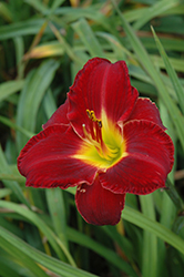 Prairie Wildfire Daylily (Hemerocallis 'Prairie Wildfire') at Parkland Garden Centre